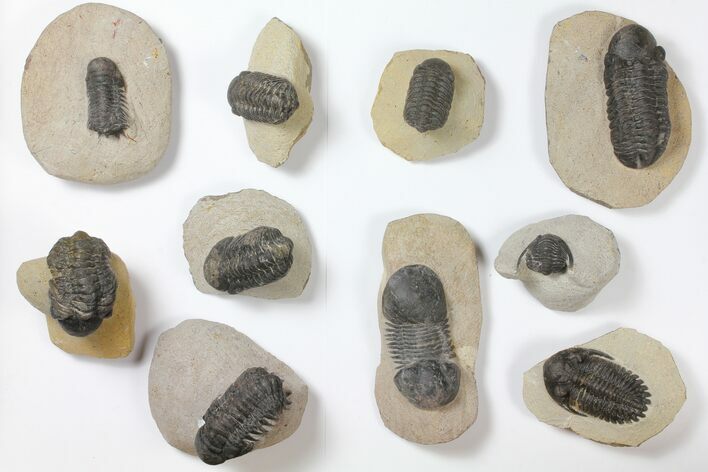 Lot: Assorted Devonian Trilobites - Pieces #119719